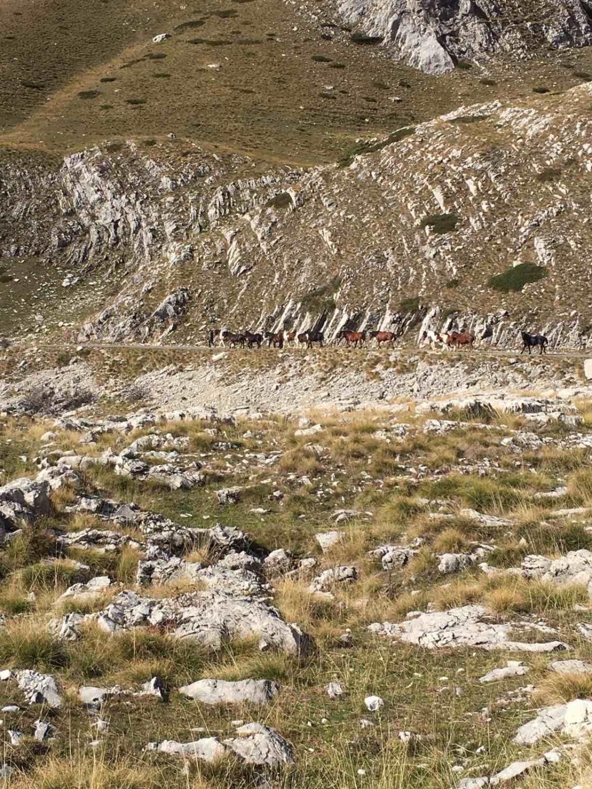 Durmitorske Kolibe Zabljak (Zabljak) Exterior photo